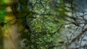 Picture of a blurred tree